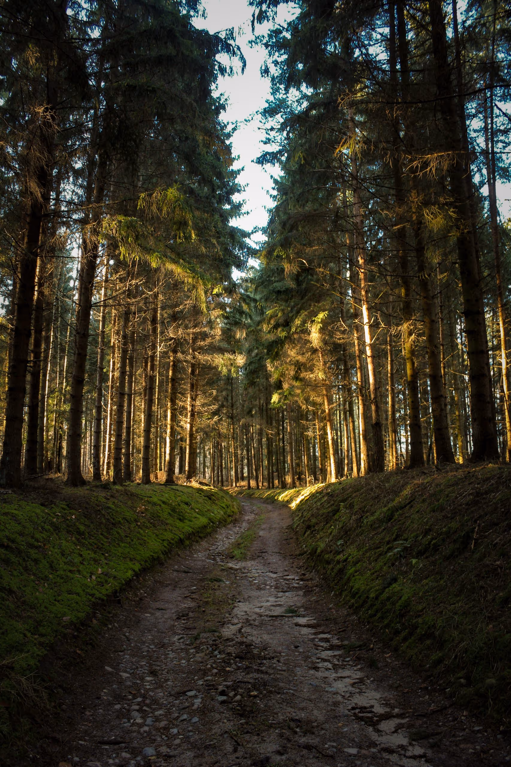 Photo of a rugged path in a forest - depicting online counselling through video calls being a journey that's not always comfortable.