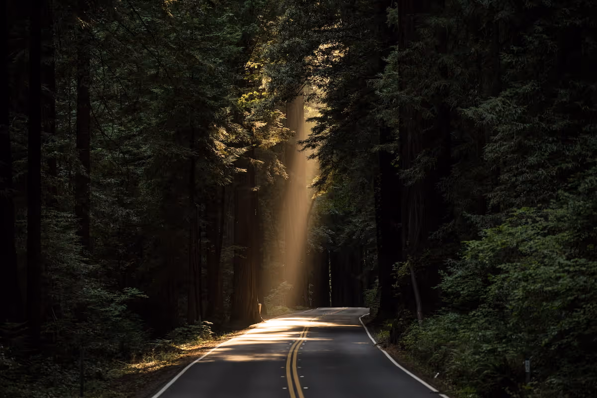 Photo of sunlight coming through a forest on a road - depicting online counselling being a light in the dark.